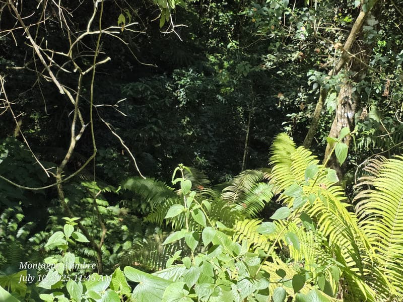 Montagne d'Ambre National Park, Antsiranana (2)