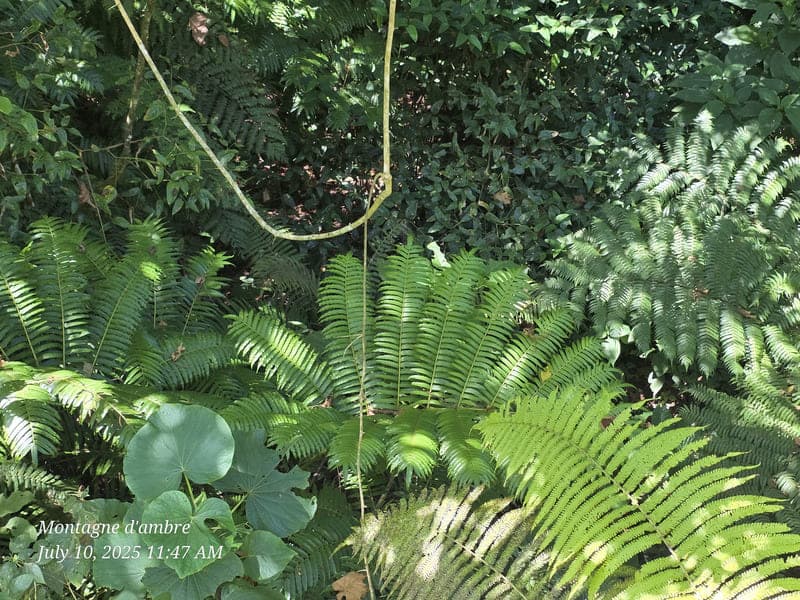 Montagne d'Ambre National Park, Antsiranana (3)