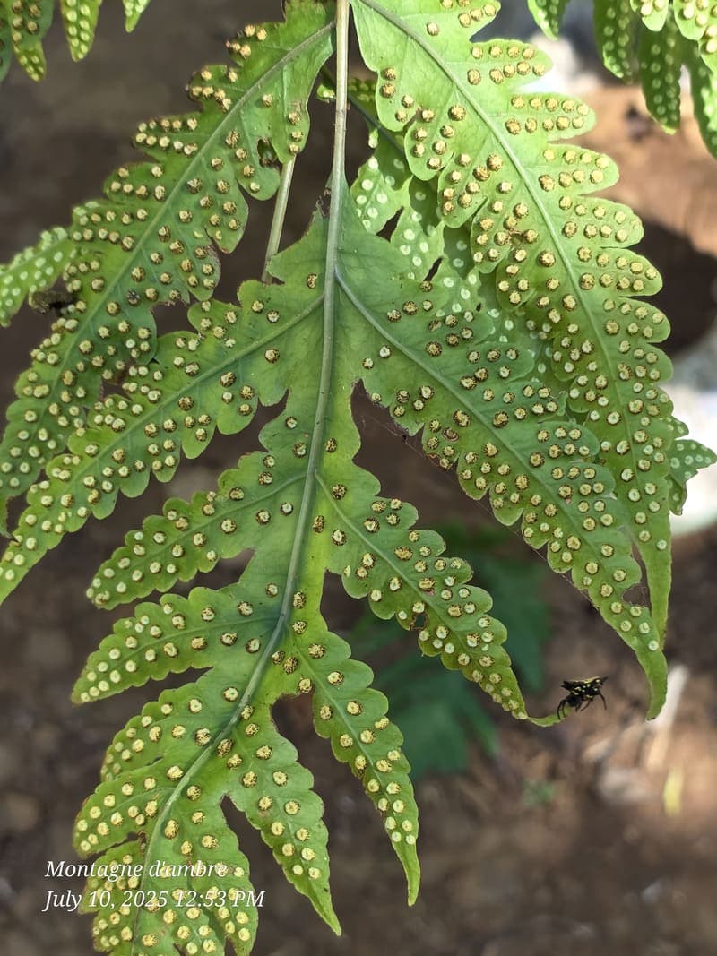 Montagne d'Ambre National Park, Antsiranana (4)