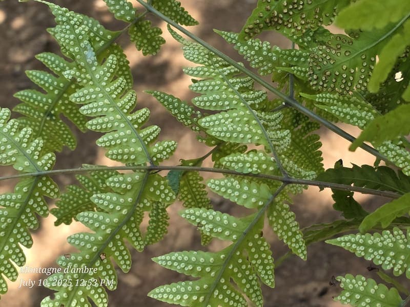 Montagne d'Ambre National Park, Antsiranana (5)