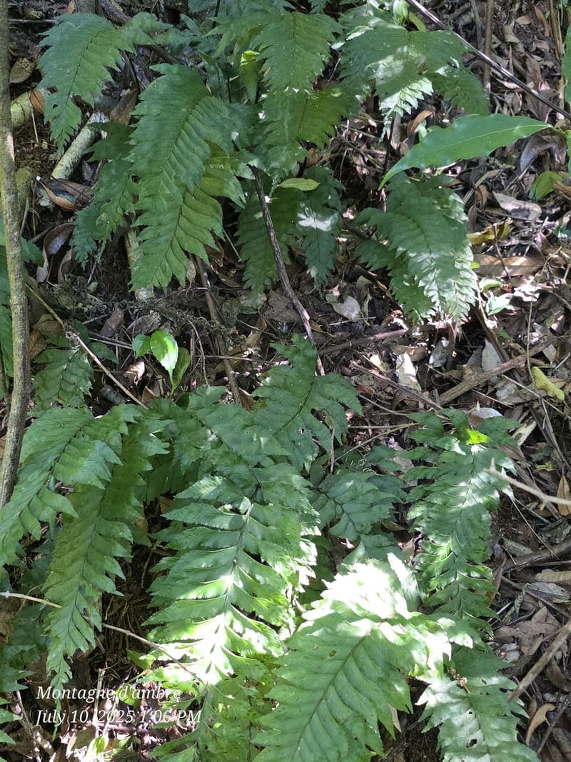 Montagne d'Ambre National Park, Antsiranana (6)