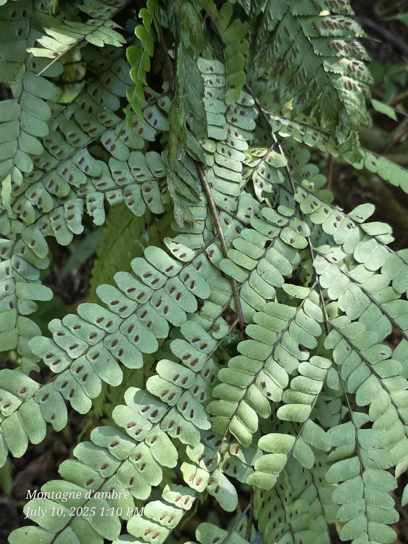Montagne d'Ambre National Park, Antsiranana (7)