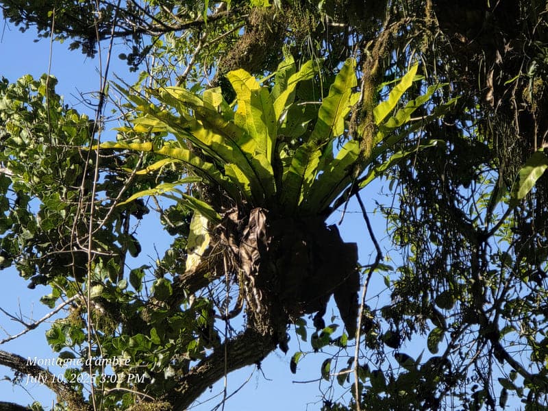 Montagne d'Ambre National Park, Antsiranana (8)