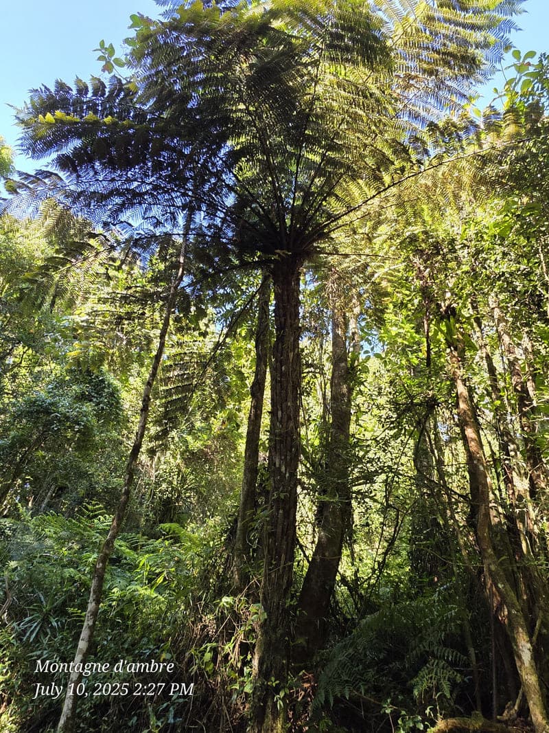 Montagne d'Ambre National Park, Antsiranana (9)