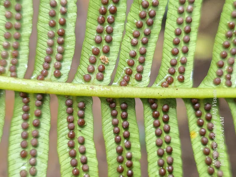 Antsiranana - continuity and microhabitats (3)