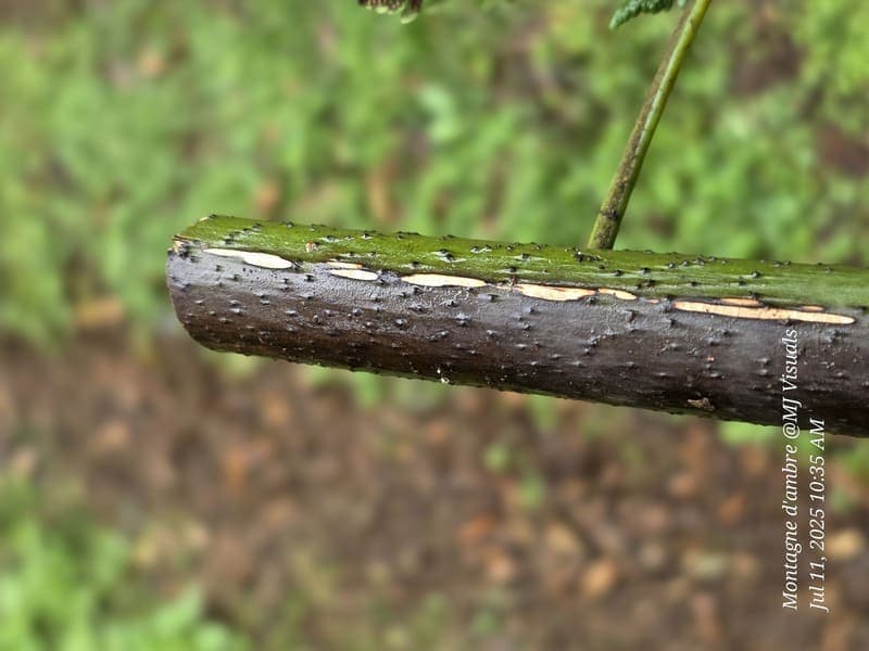 Antsiranana - continuity and microhabitats (4)