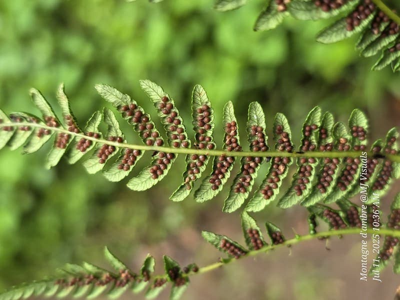 Antsiranana - continuity and microhabitats (5)