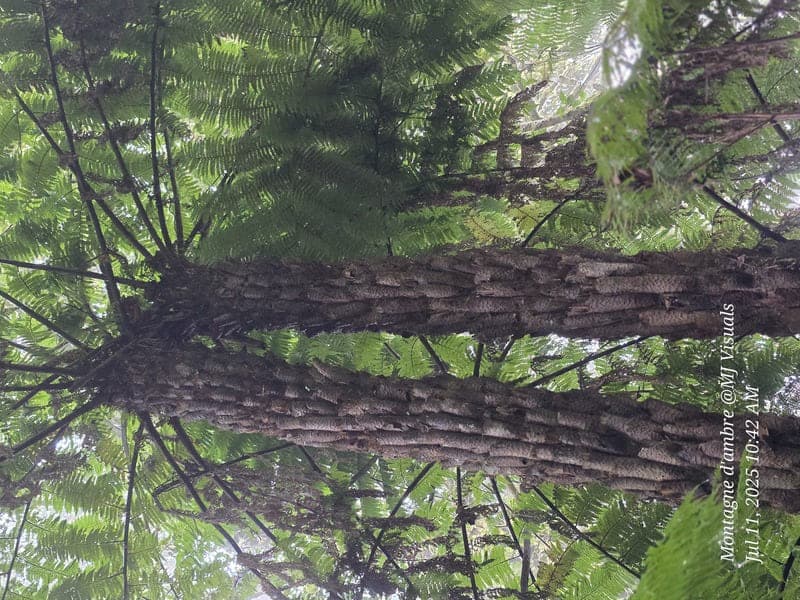 Antsiranana - continuity and microhabitats (6)