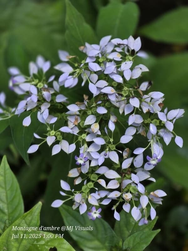 Antsiranana - continuity and microhabitats (7)