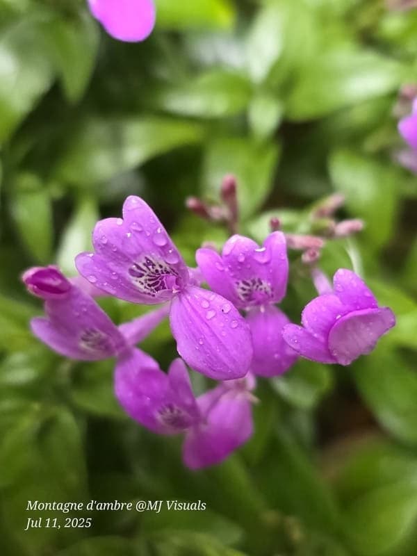 Antsiranana - continuity and microhabitats (8)