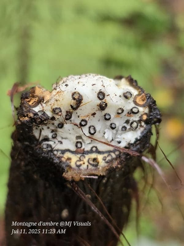 Antsiranana - continuity and microhabitats (9)