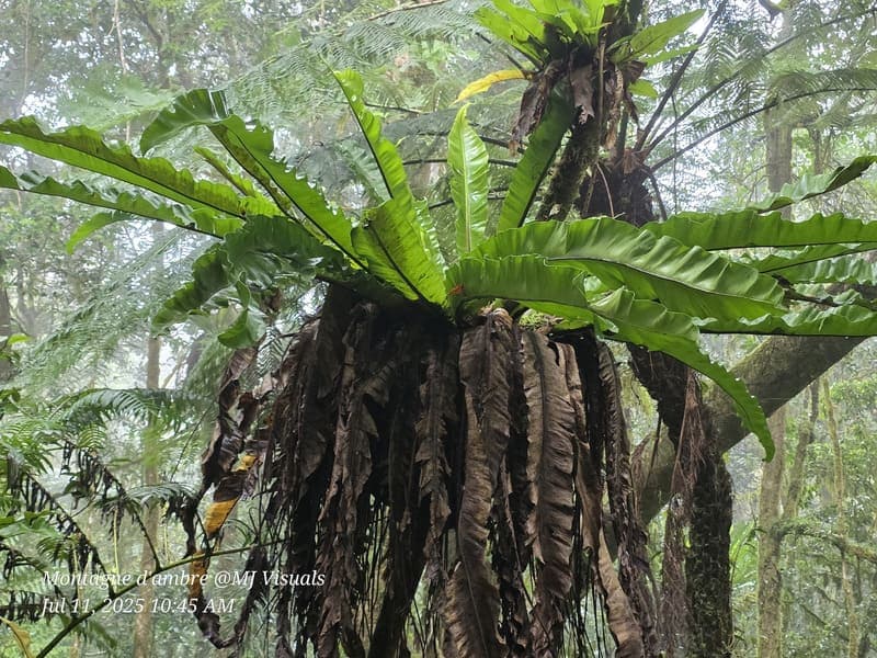 Antsiranana - continuity and microhabitats (10)