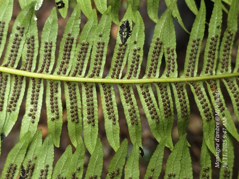 Antsiranana - continuity and microhabitats (11)