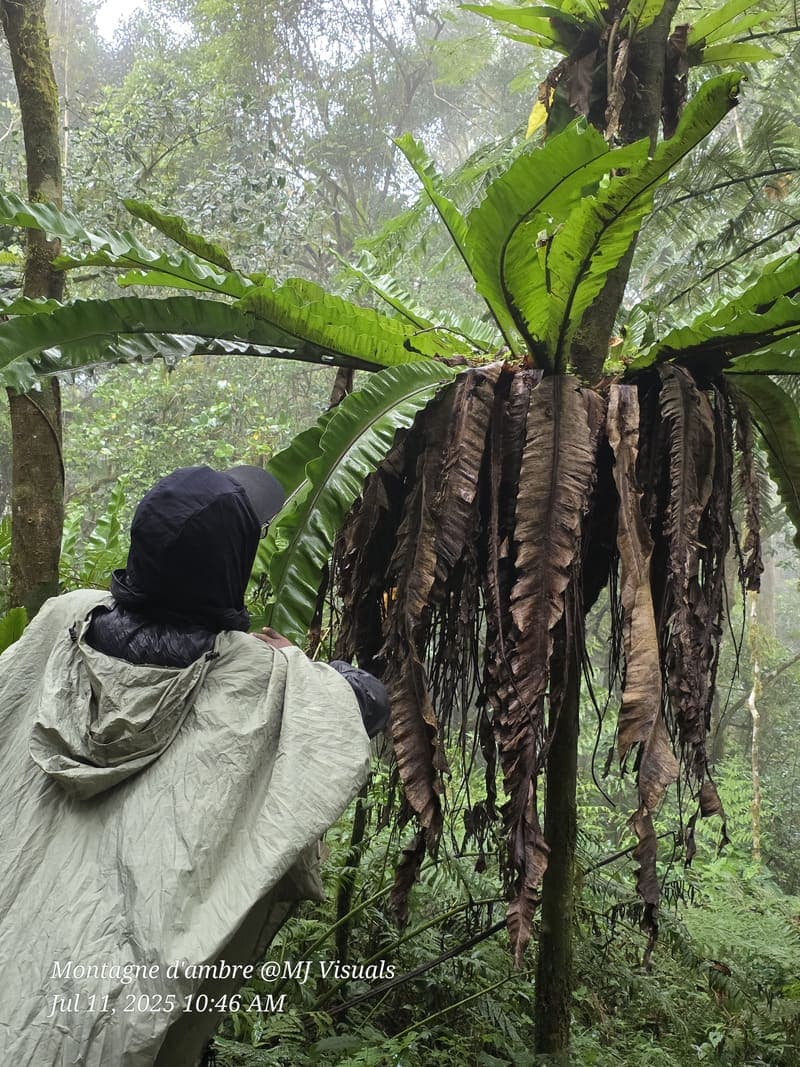 Antsiranana - continuity and microhabitats (12)