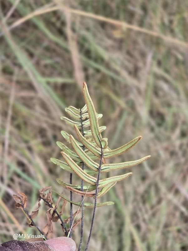 Manerinerina -> Ambohitantely -> Tana - wrap-up (2)