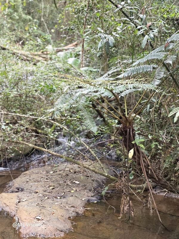 Manerinerina -> Ambohitantely -> Tana - wrap-up (3)