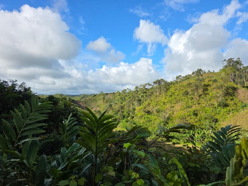 Vohimana - community forest contrasts (1)