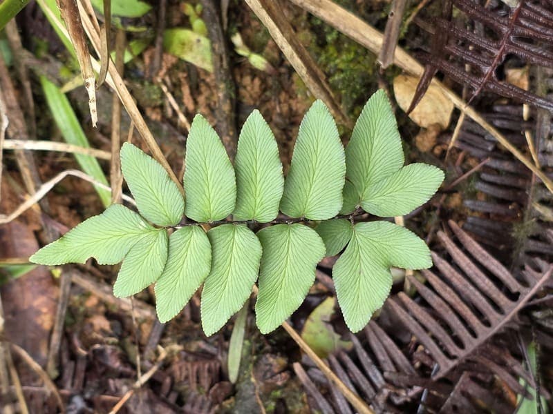 Vohimana - community forest contrasts (2)