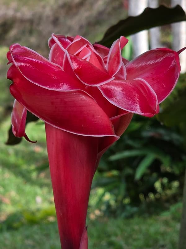 Vohimana - community forest contrasts (3)