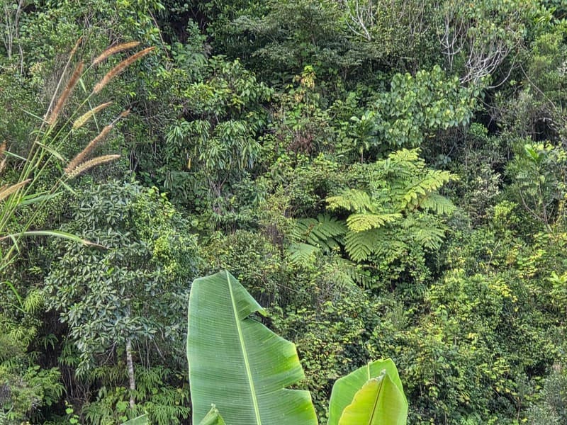 Vohimana - community forest contrasts (4)