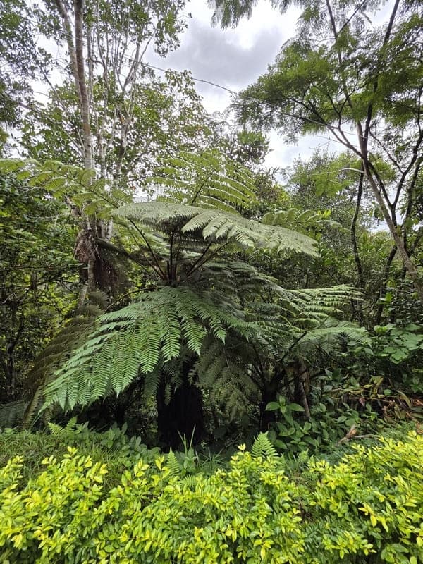 Vohimana - community forest contrasts (5)