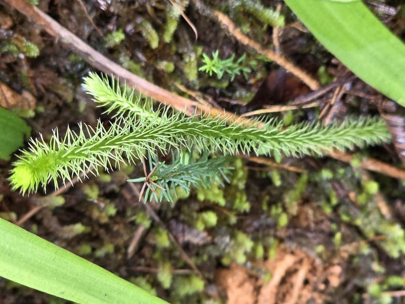 Vohimana - community forest contrasts (7)