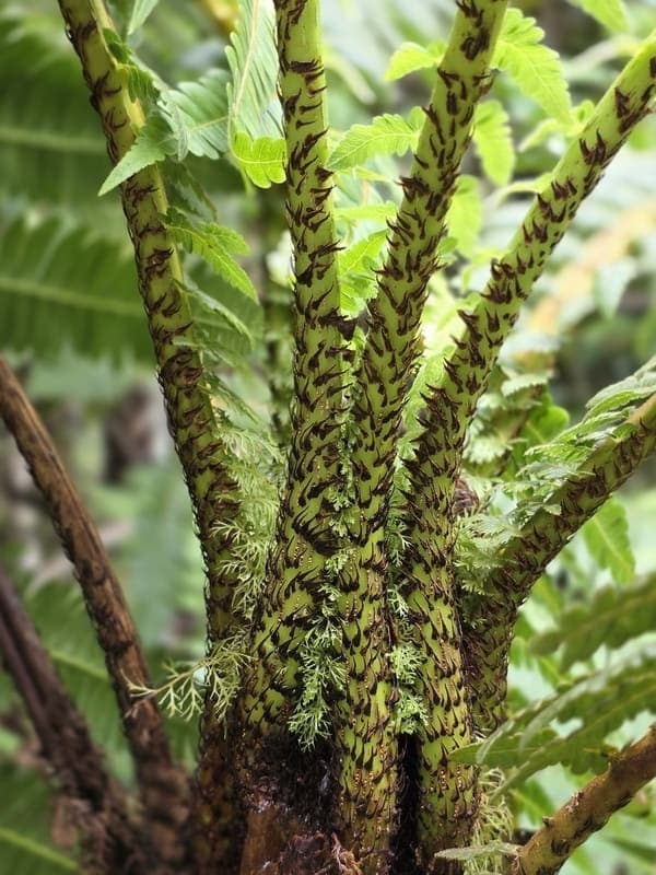 Vohimana - community forest contrasts (8)