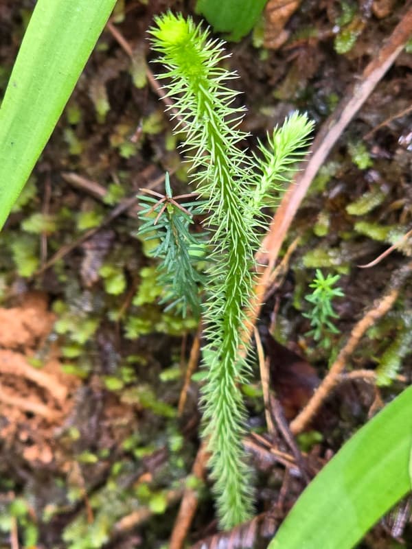 Vohimana - follow-up plots and canopy sites (2)