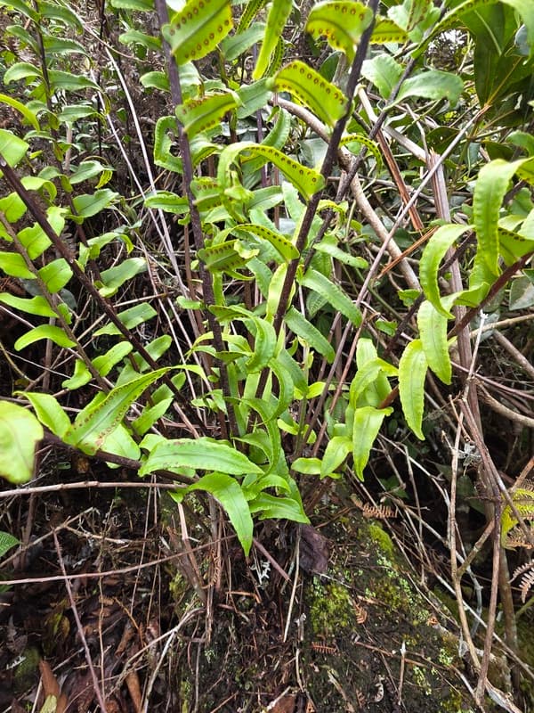 Vohimana - follow-up plots and canopy sites (4)