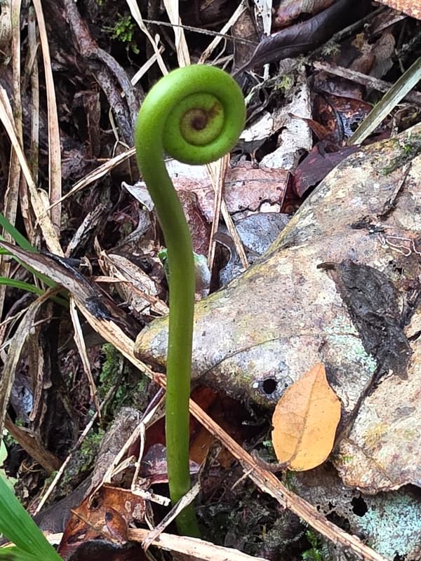 Vohimana - follow-up plots and canopy sites (5)