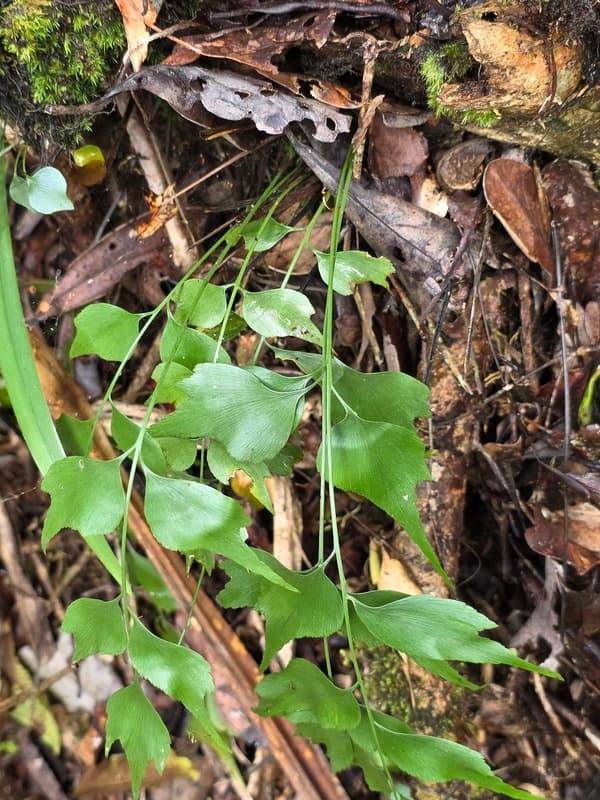 Vohimana - follow-up plots and canopy sites (6)