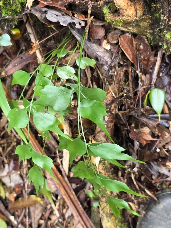 Vohimana - follow-up plots and canopy sites (7)