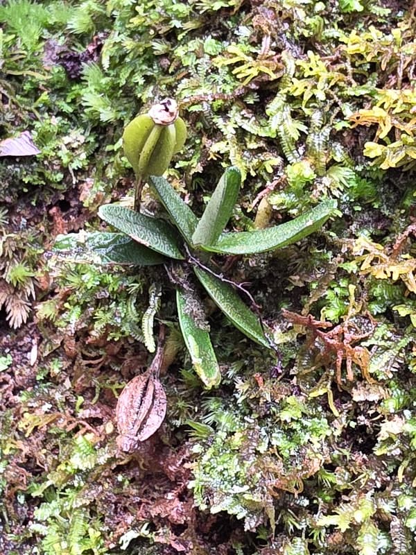 Vohimana - follow-up plots and canopy sites (8)