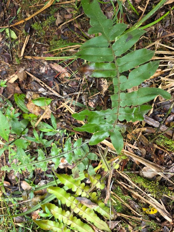 Vohimana - follow-up plots and canopy sites (9)