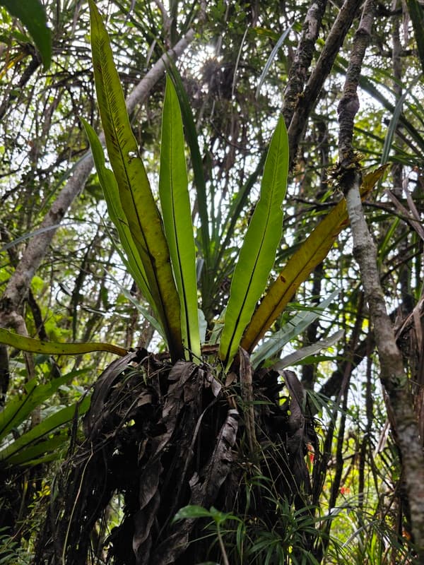 Vohimana - follow-up plots and canopy sites (11)