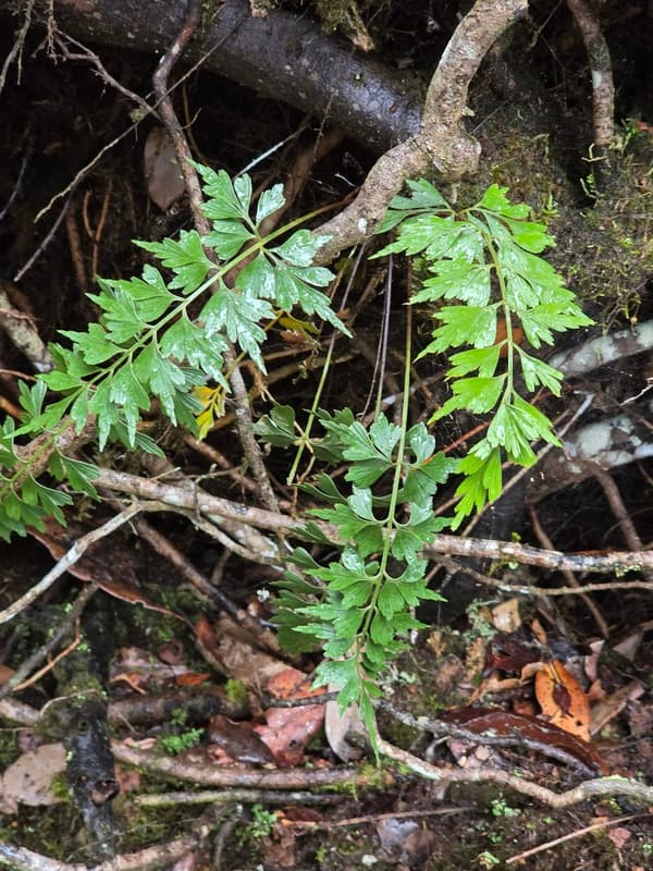 Vohimana - follow-up plots and canopy sites (12)