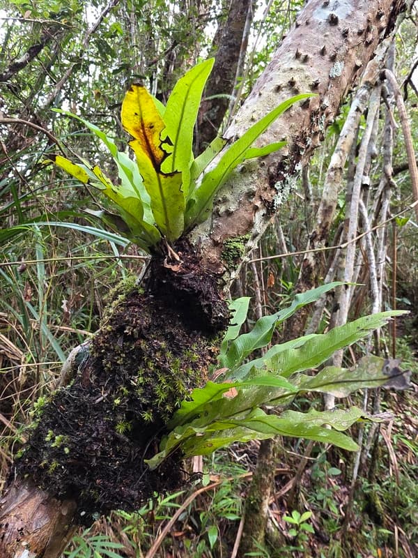 Vohimana - follow-up plots and canopy sites (13)