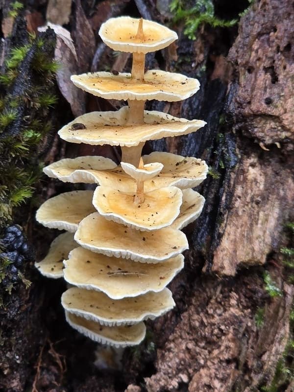 Vohimana - follow-up plots and canopy sites (14)