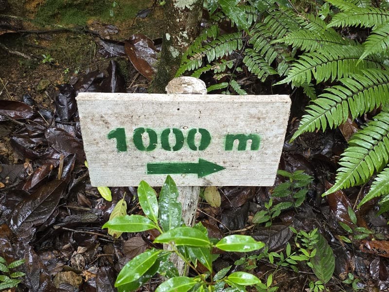 Maromizaha - humid valleys and streams (2)