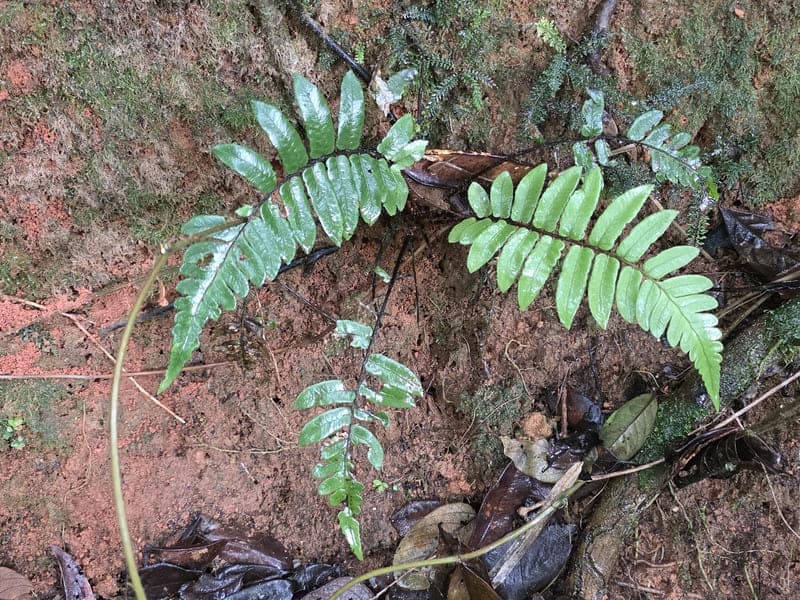 Maromizaha - humid valleys and streams (3)