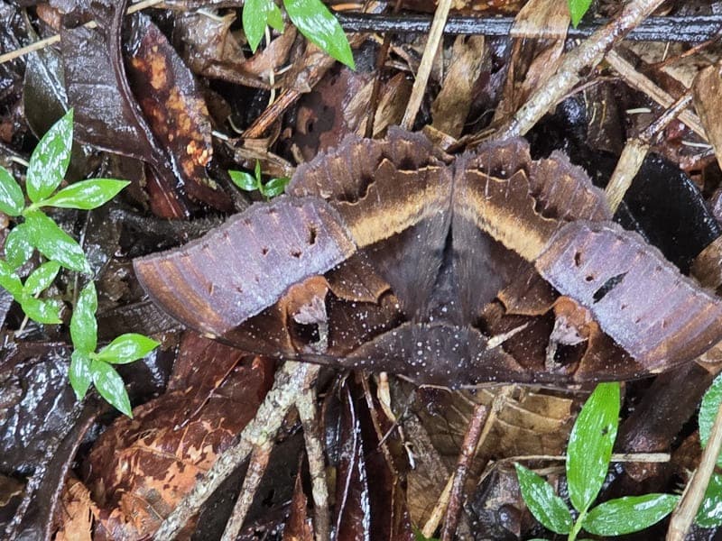 Maromizaha - humid valleys and streams (6)