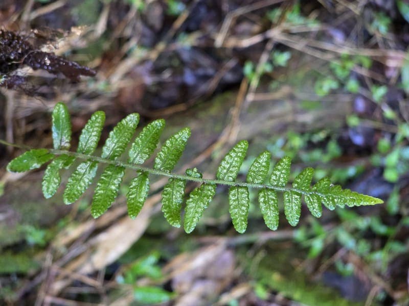 Maromizaha - humid valleys and streams (8)