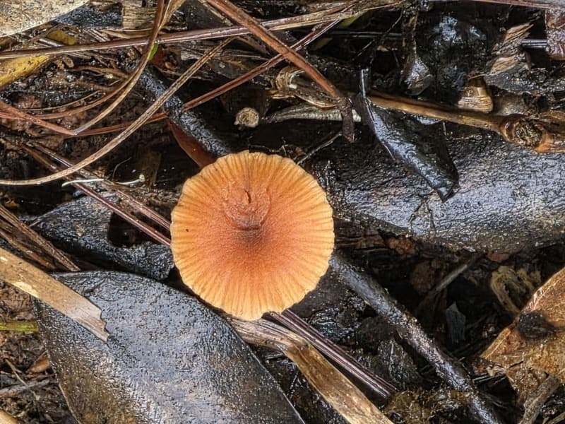 Maromizaha - humid valleys and streams (9)