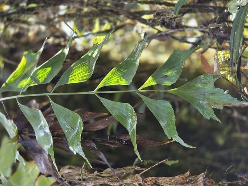 Maromizaha - humid valleys and streams (10)