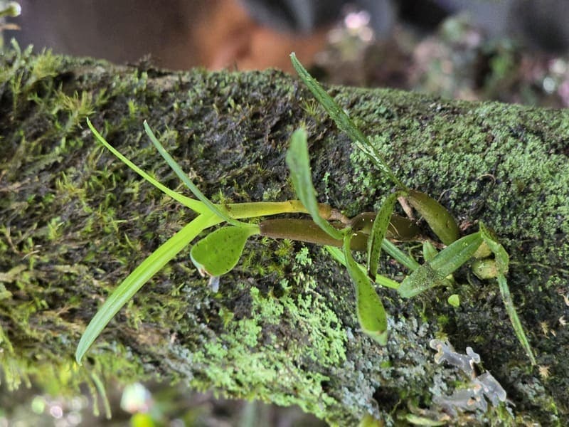 Maromizaha - humid valleys and streams (11)