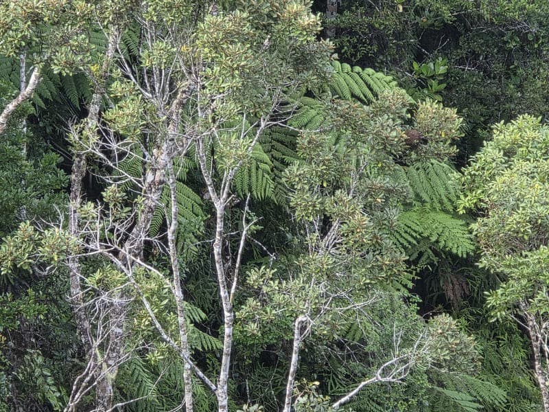 Maromizaha - humid valleys and streams (12)