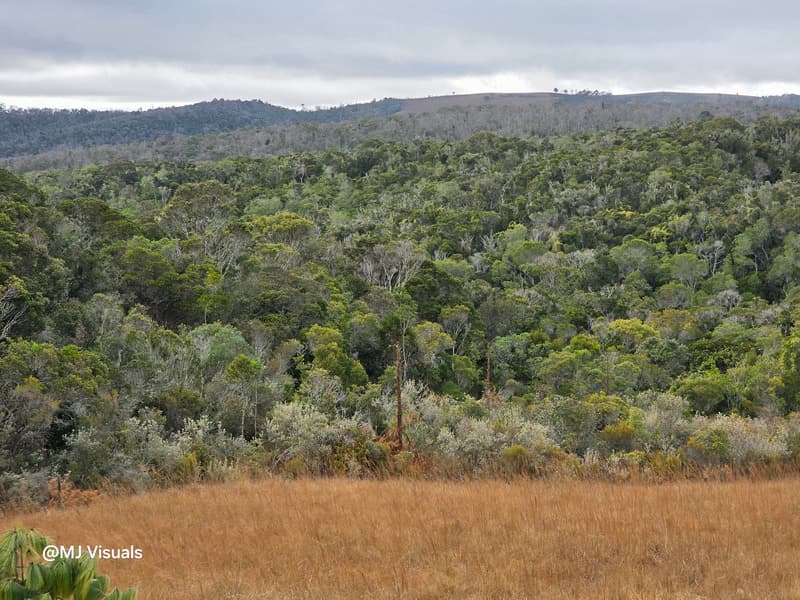 Ambohitantely - forest-savannah mosaic at the margin (1)