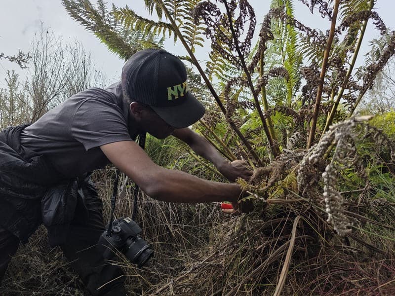 Ambohitantely - forest-savannah mosaic at the margin (2)