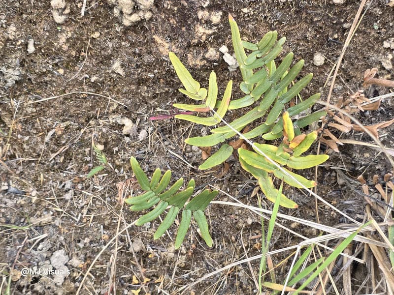 Ambohitantely - forest-savannah mosaic at the margin (4)