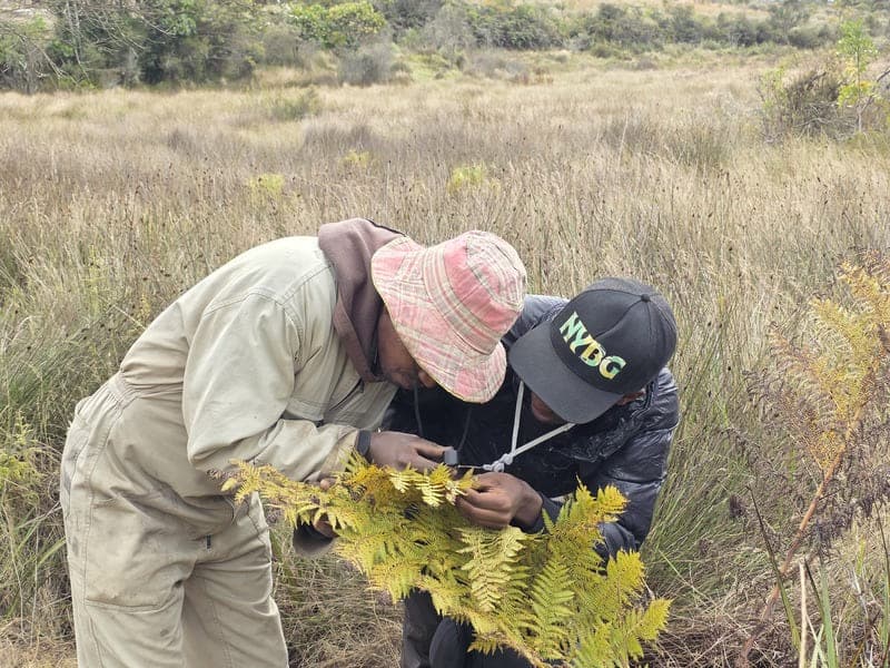 Ambohitantely - forest-savannah mosaic at the margin (5)